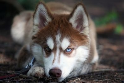 Husky Siberiano Caracter Sticas Pre O Filhotes Personalidade E Mais