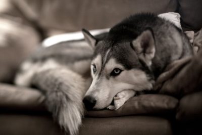 Husky Siberiano Caracter Sticas Pre O Filhotes Personalidade E Mais