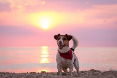 Jack Russell Terrier Pre O Personalidade Fotos E Mais Adoro Pets