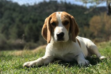 Nomes Para Beagle Mais De Op Es Criativas Para Machos E F Meas