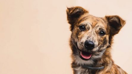 Vira lata caramelo fatos curiosos sobre o cachorro símbolo do Brasil