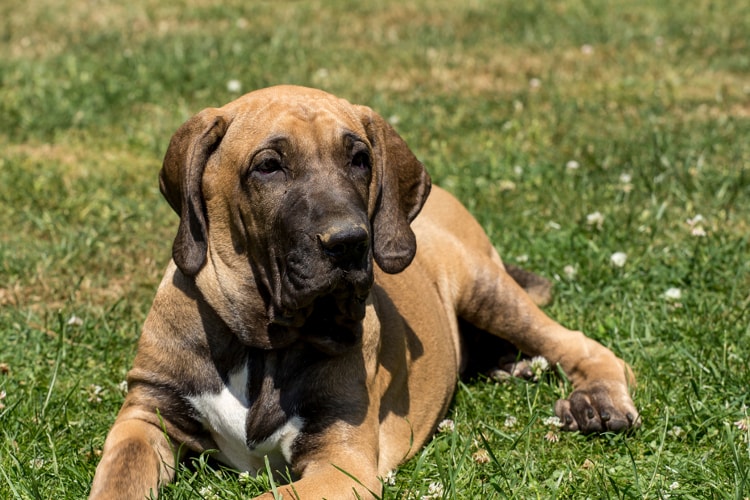 Fila Brasileiro: saiba tudo sobre esse cachorro grande - Blog AZ Petshop -  Dicas para cuidar do seu pet!