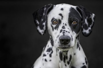 Cachorro dálmata: Características, preço, fotos, cuidados e mais