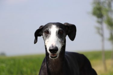 Galgo: conheça as 10 variações da raça