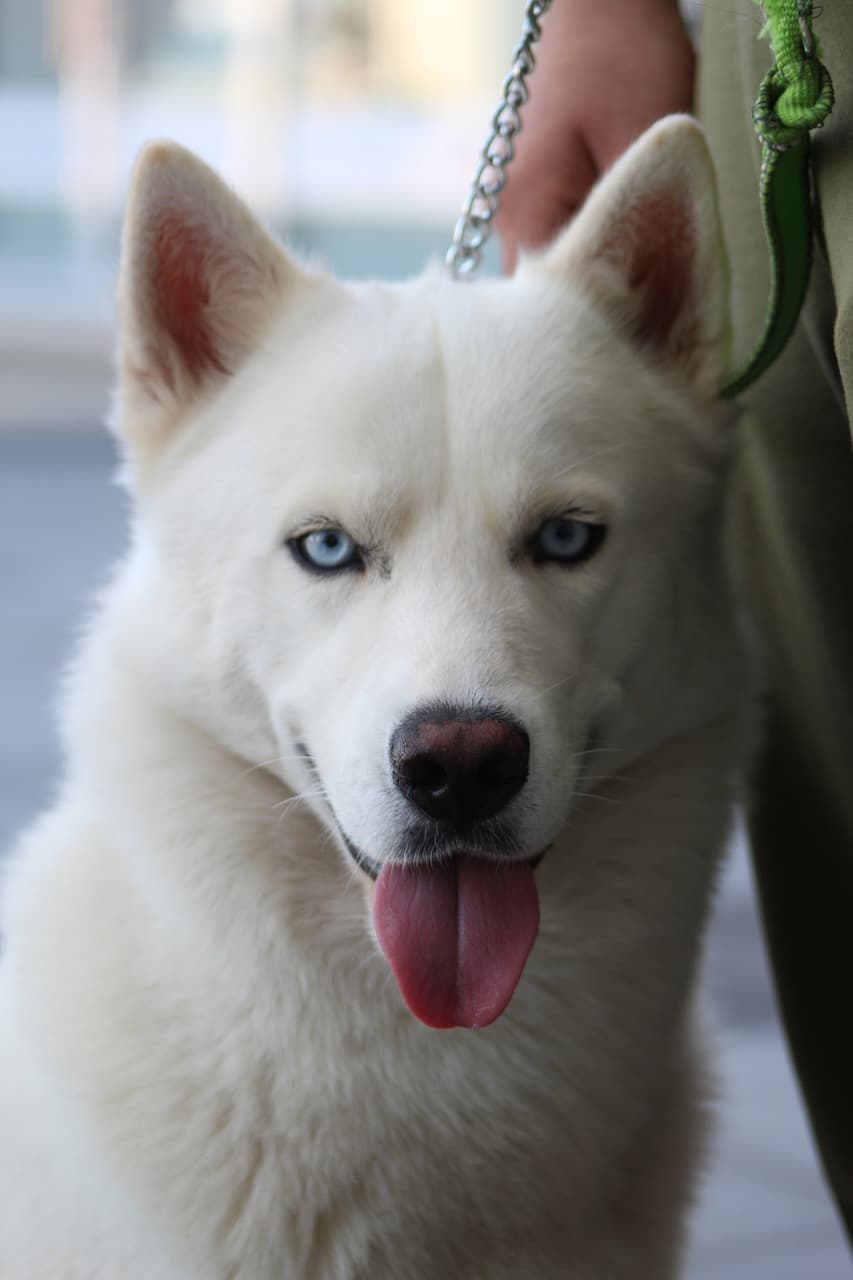 Cachorros japoneses: conheça 8 raças incríveis!