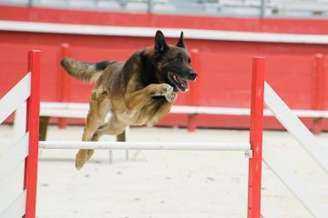 Pastor belga Malinois saltando obstáculos